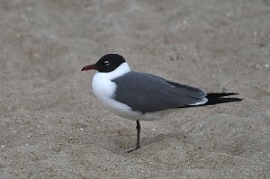 Gull, Laughing, 2018-05294937 Chincoteague NWR, VA